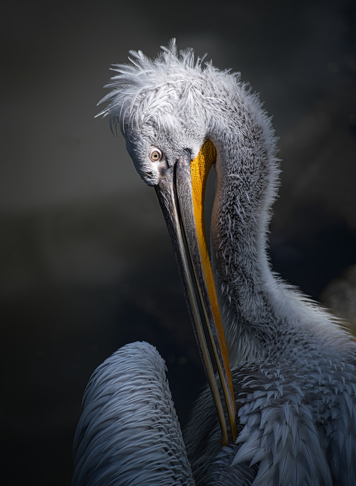 White Pelican